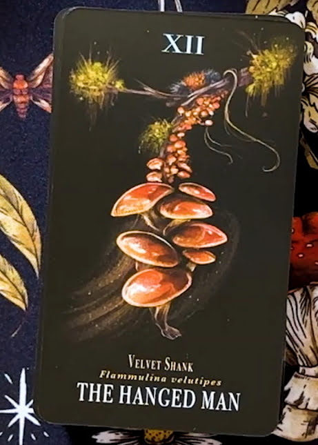 Midnight Magic: A Tarot Deck of Mushrooms